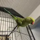 طير دره هندي العمر 8 شهور