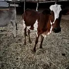 بقر عربيات
