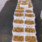 روثانه جديد بيع جمله