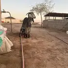 عنز تحتها تيس