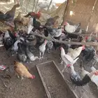 دجاج نظيف وعمره 5 شهور