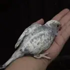 فروخ درة طفرات رسيسف بايد فايلوت المميز_للمميز