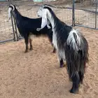 معزا عوارض رباعيات دفيع (تم البيع)