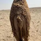 حاشي قصب طيب