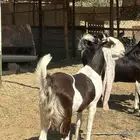 عنز هولندي 60   دافع العنز صنف وابوها صنف