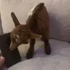 ماعز قزم