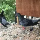 صنعاني ازرق حجم صغير وصوت ناعم