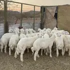 طليان ( تم البيع )