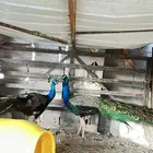 اثنين ذكور طاووس