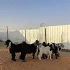 تيوس مخاصي شحم