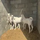 للبيع تيوس مندي عدد 3