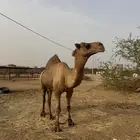 بعير فحل ساحلي