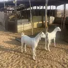 جفار بيشيات