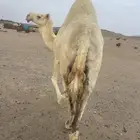 خلفه عليه قعود