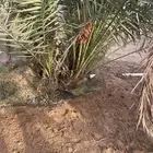 جثيث صفري