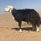 خرفان فحول طيبه