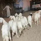 خرفان ورخال