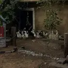 بط بكيني فرنسي سوبر