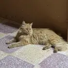 قطه لتبني شيرازي