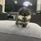 بومرينيان بيور للبيع متوفر