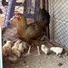 للبيع دجاجه مفرخه