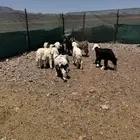 خرفان