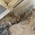 أرانب للبيع بلدي