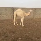 بكرة مفرد كفووو شحم الموقع في الجله