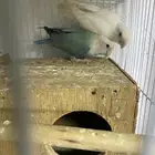 جوز روز منتج بينو