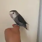 ببغاء