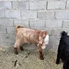 تيوس مخصاه جذعان