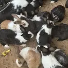 للبيع ارانب تقريبن اربعن صحه جيده