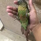 ببغاء كنيور اليف