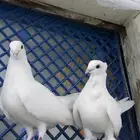 زوج حمام للبيع