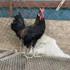 دي عربي افرق