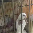 أنث روز