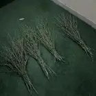 مرخ حنيذ للبيع طازه