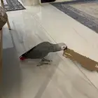 للبيع طير ببغاء كاسكو يتكلم ويحفظ كلمات