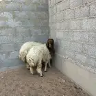 نعيم
