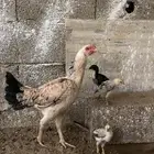 دجاج باكستاني