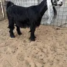 للبيع 4 جذعات وتيس خصصم
