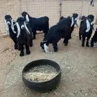 تيس عرضي ثني فحل