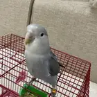 روز اليف و هدد