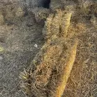 تبن شعير