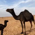 اعرض لكم ناقه خلفه