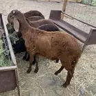 ذبايح سواكن مرابي