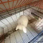 مشروع ارنب زينه صغير منزلي