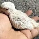 فروخ روز البينو عيون حمر العدد ( 6 )