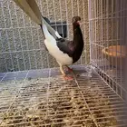 زوج دنش مسوبع