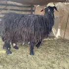 نجديه والد للبيع